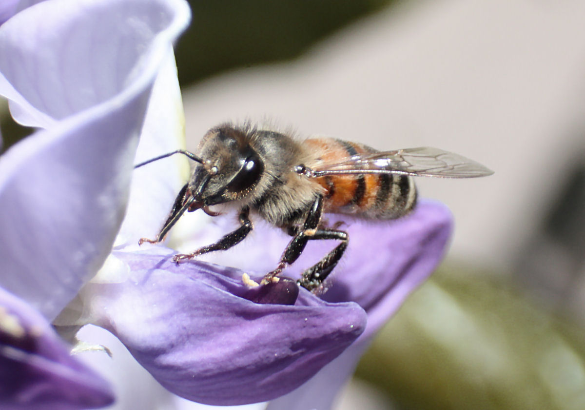 Apis mellifera